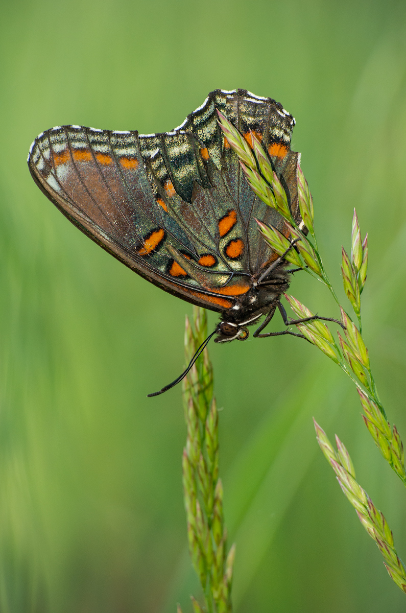 Red-spotted Purple