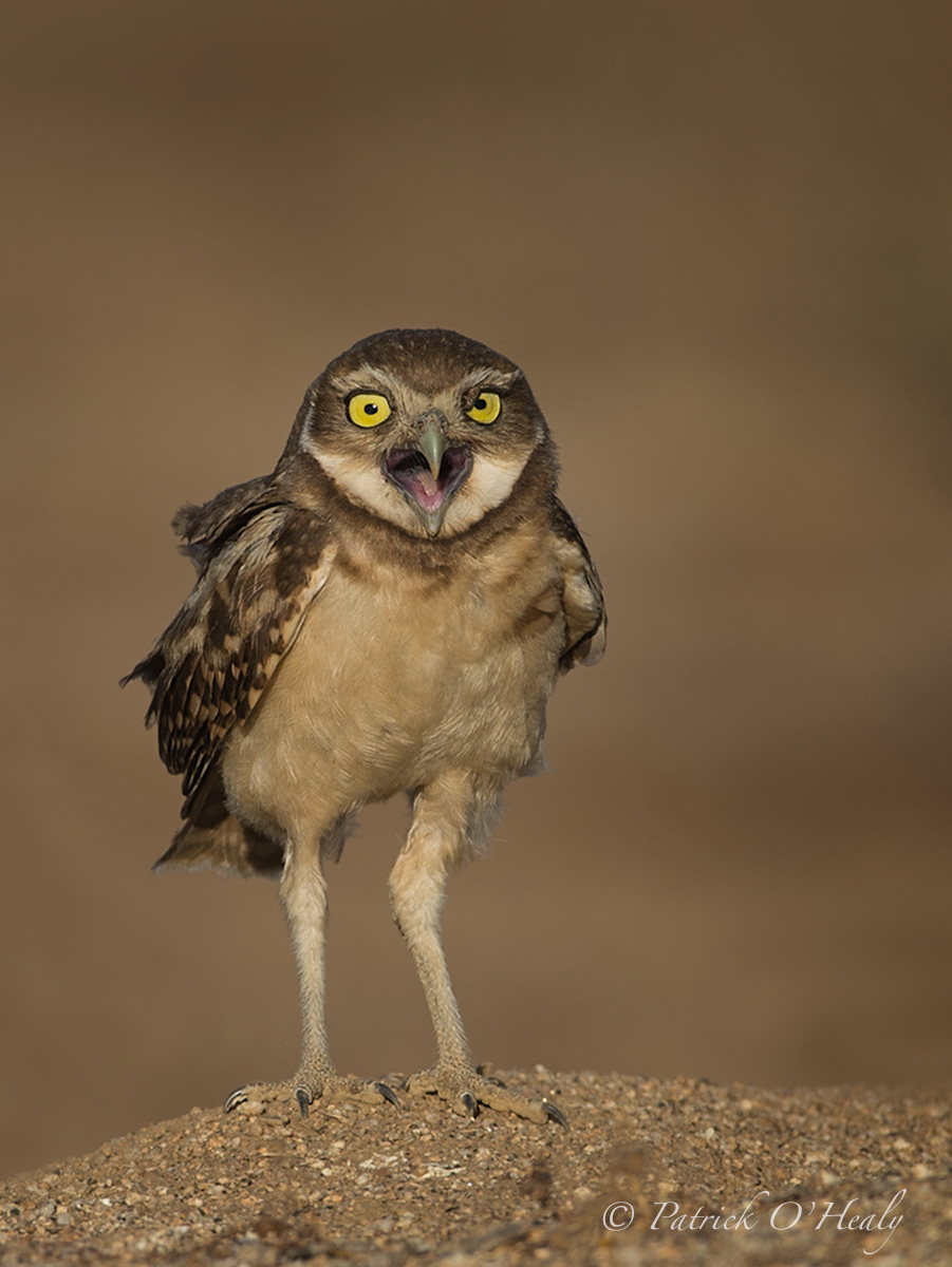 Burrowing Owl Talks