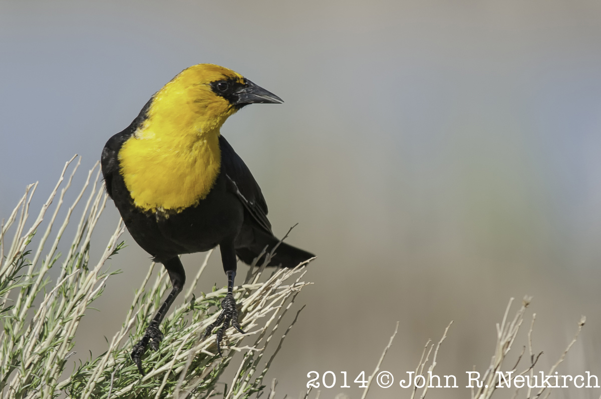 Yellow-headed BB