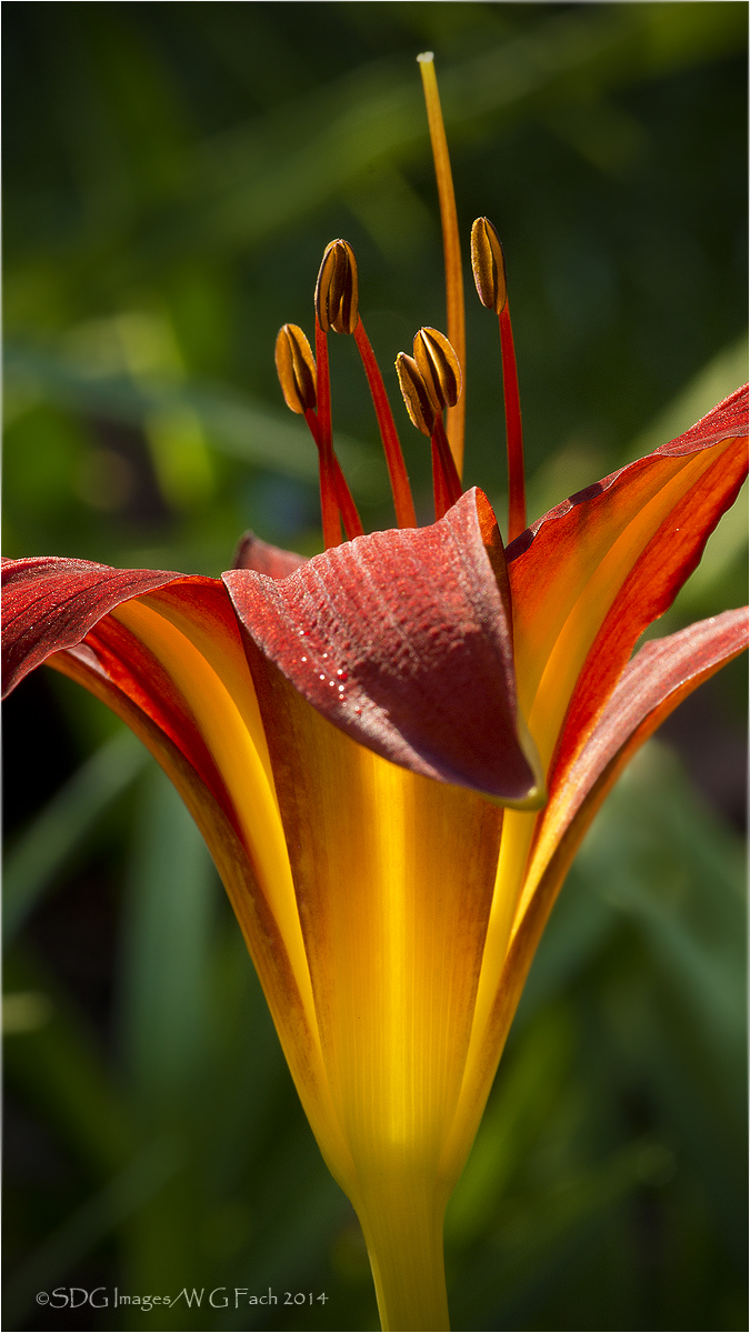 Lily Fountain