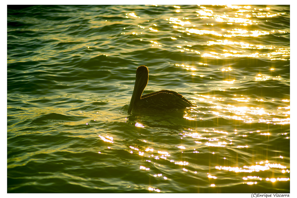Pelican at sunset