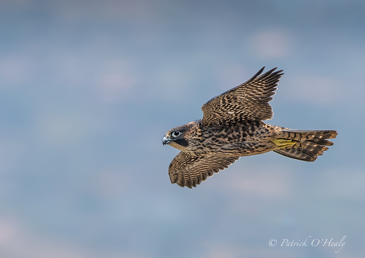 Peregrine Falcon Fledge