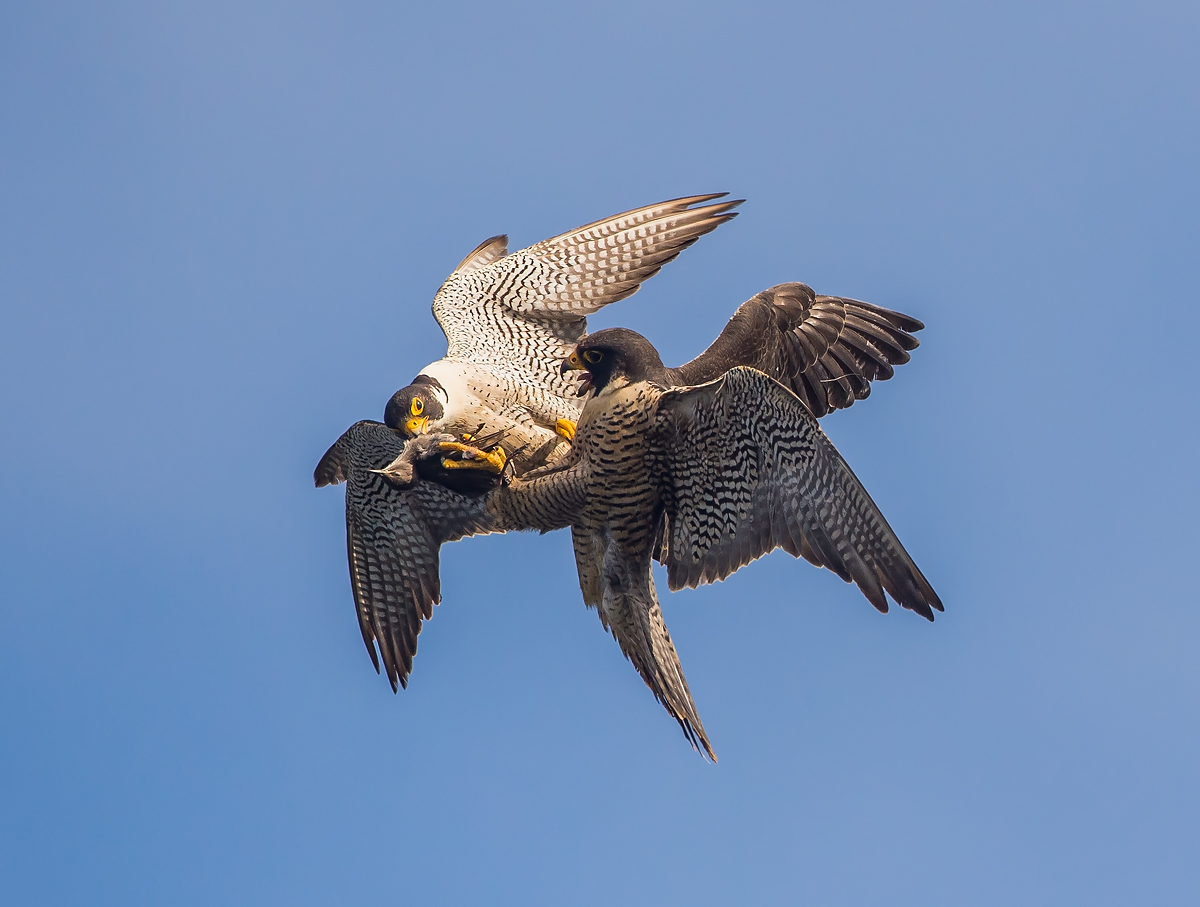 Peregrine Food Exchange