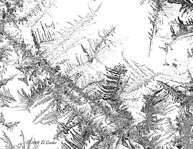 Ice Needles In B&W