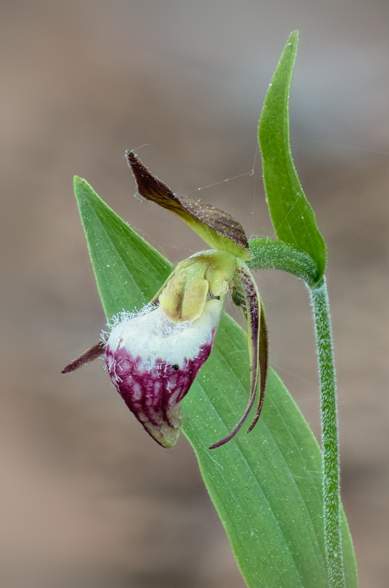 Ram's Head and an Aphid