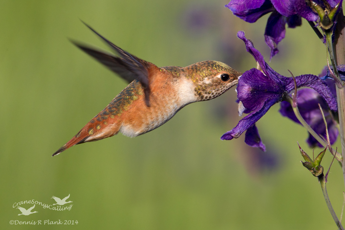 One more Hummer
