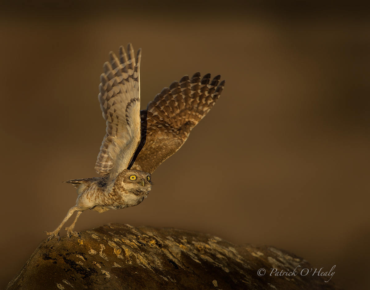 Burrowing Owl Takeoff