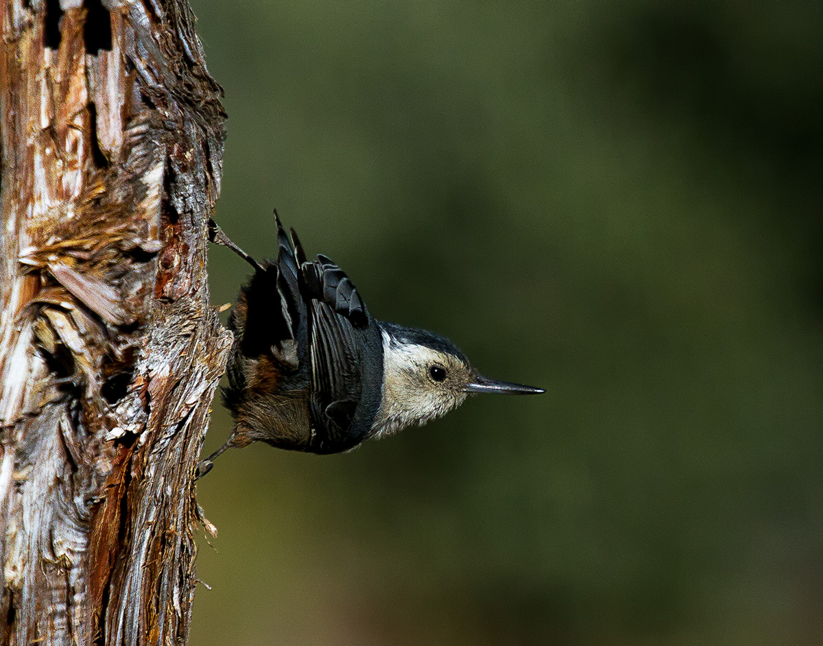 White-breasted Nuthatch