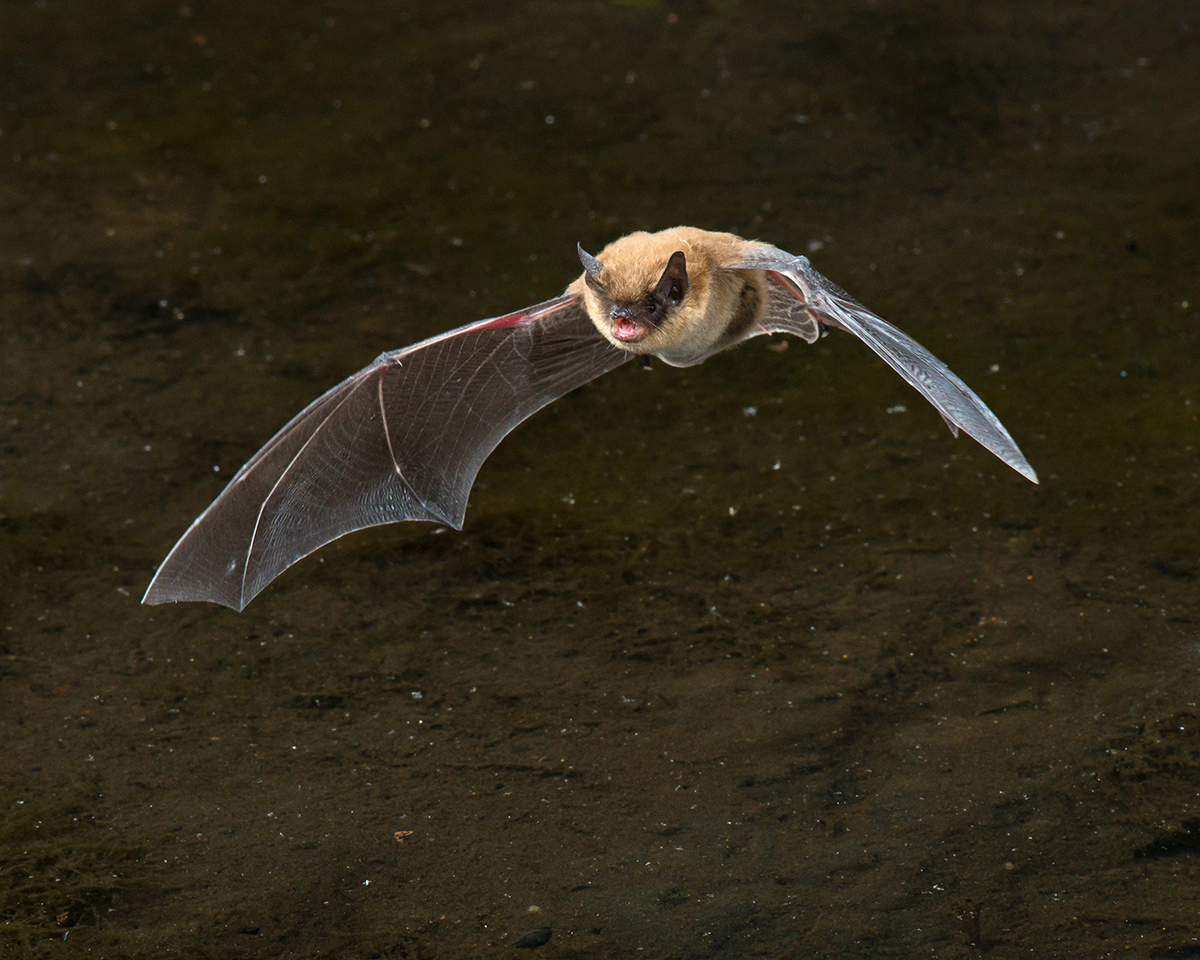 Yuma Myotis