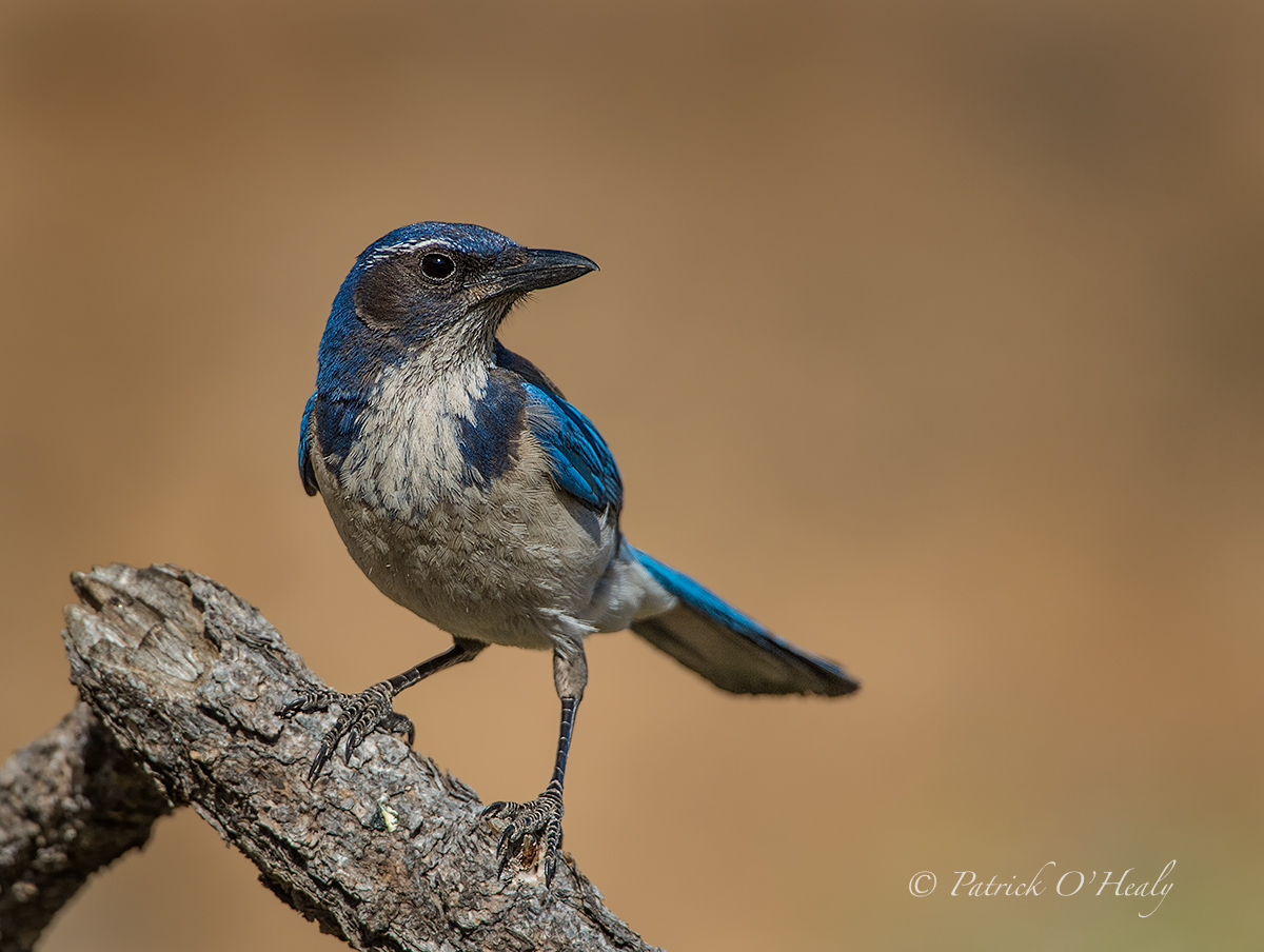 Scrub Jay