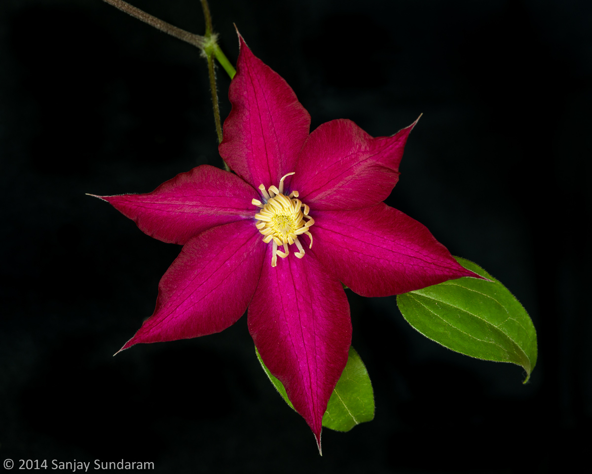 Clematis ** with Repost **