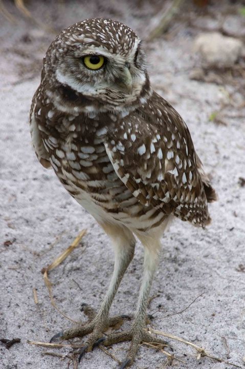 Burrowing Owl