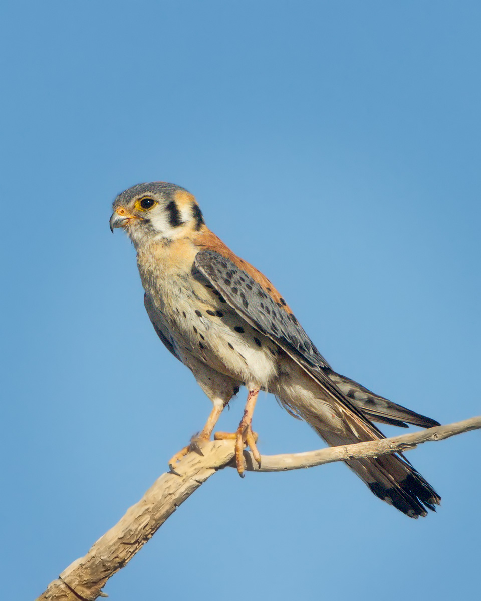 American Kestrel