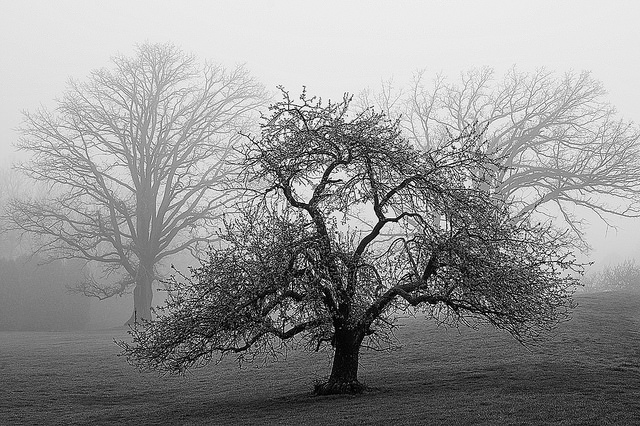 Tree-Scape in B&W
