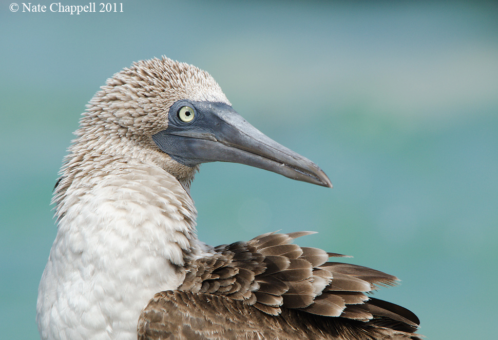 Blue-footed Booby