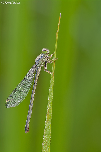 Damselfly