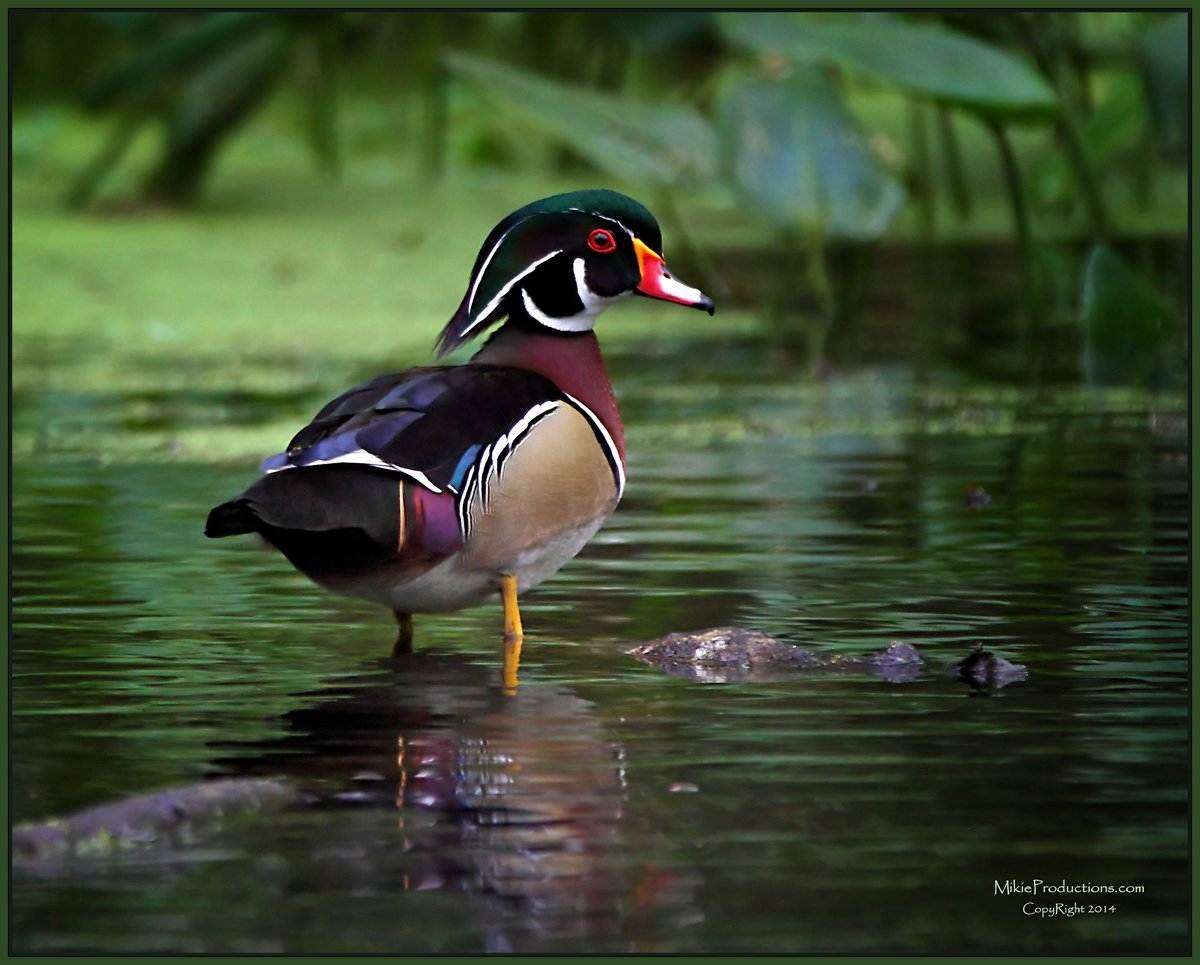 Woody on a Log