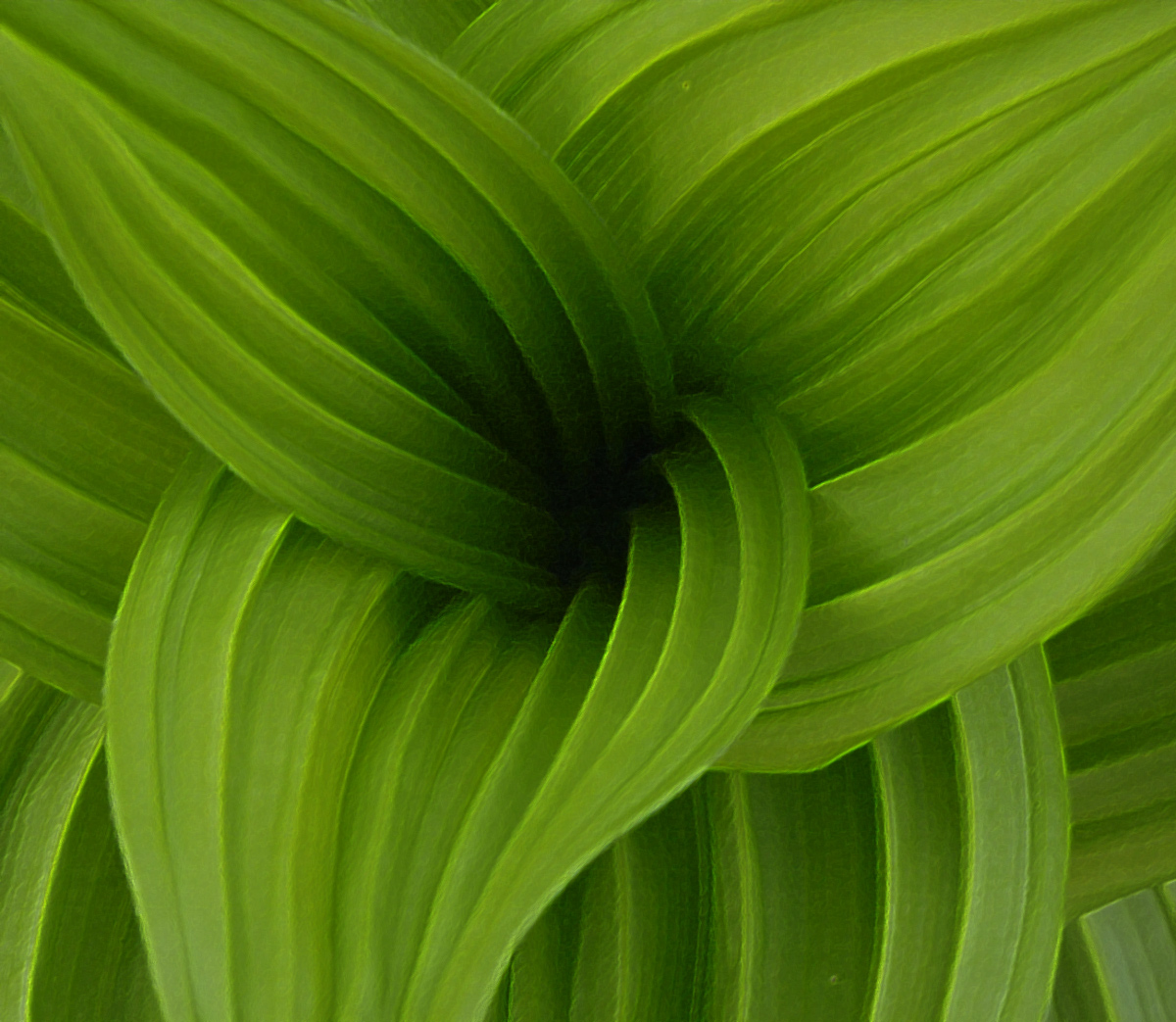    Photoart  Veratrum
