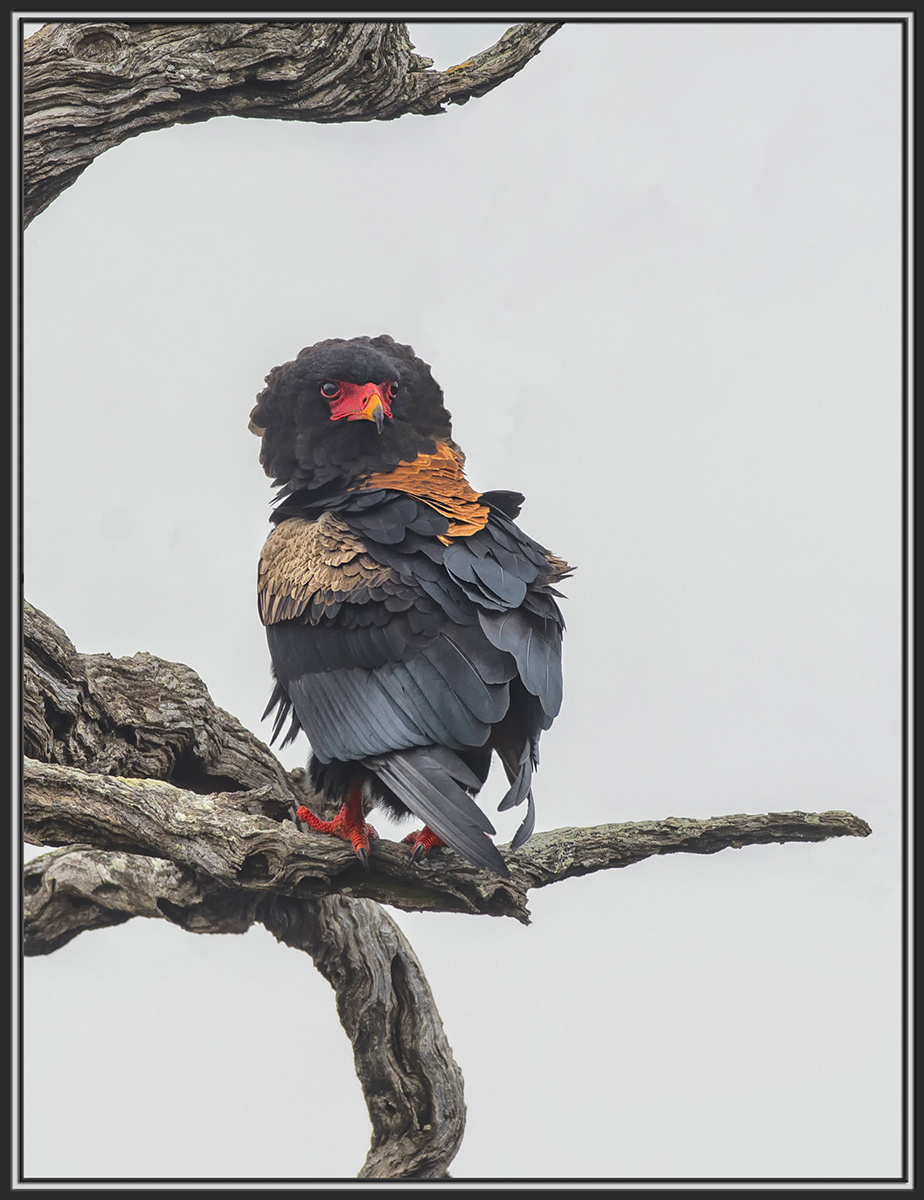 Bateleur Eagle