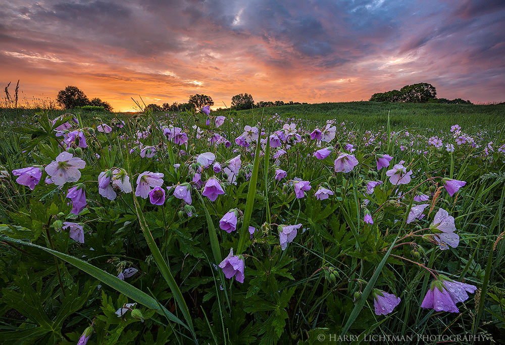 Wagon Hill - Re-Discover