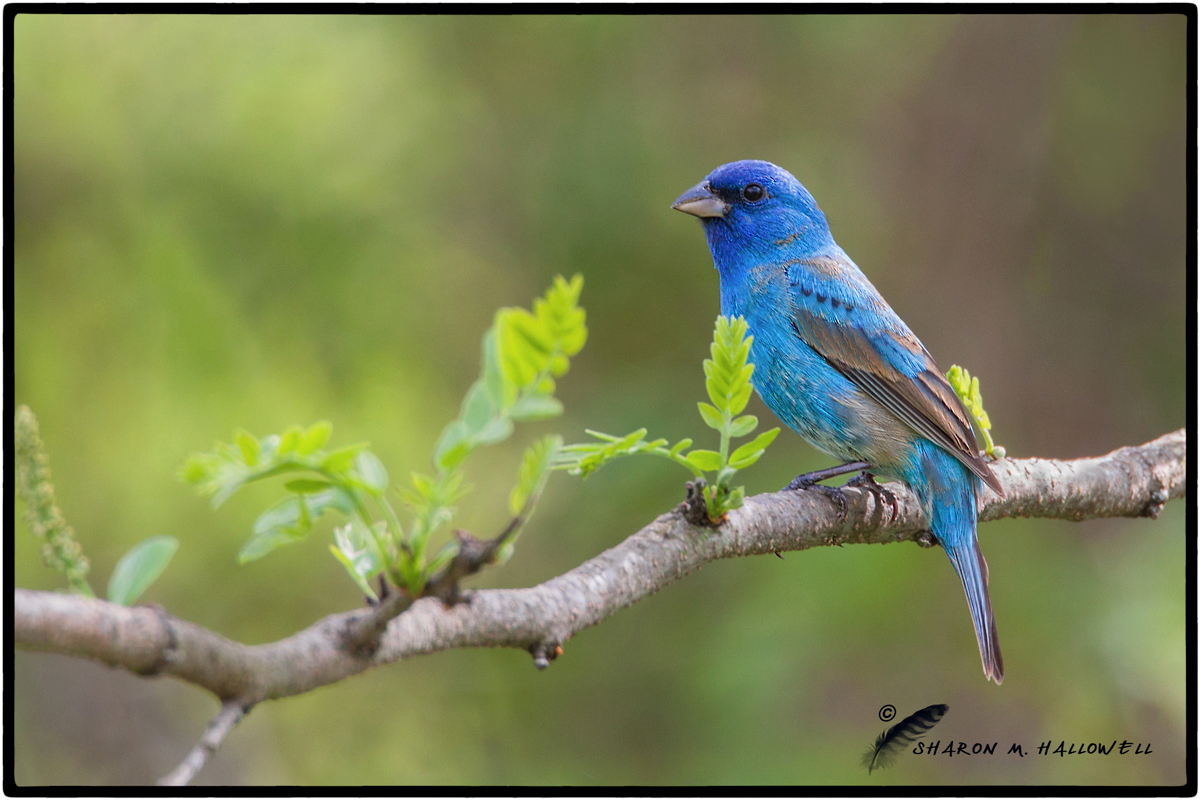 Indigo Bunting