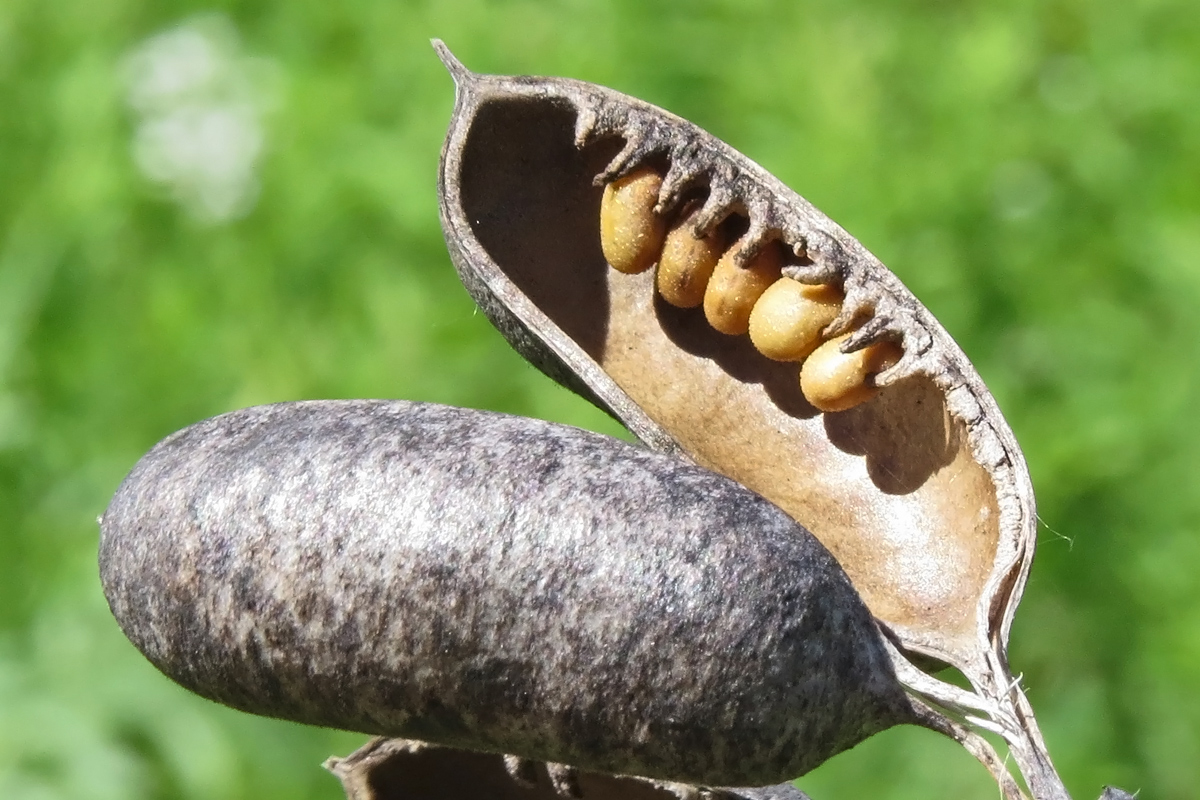 Wild White Indigo seeds
