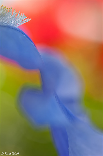 Iris Waterfall
