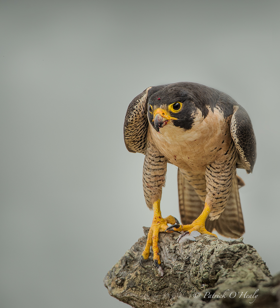 Peregrine Mama