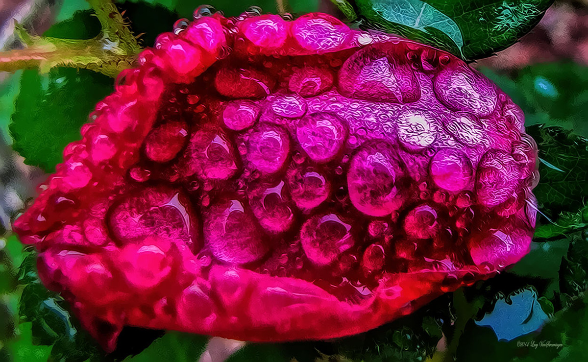 Rose Gum Drops
