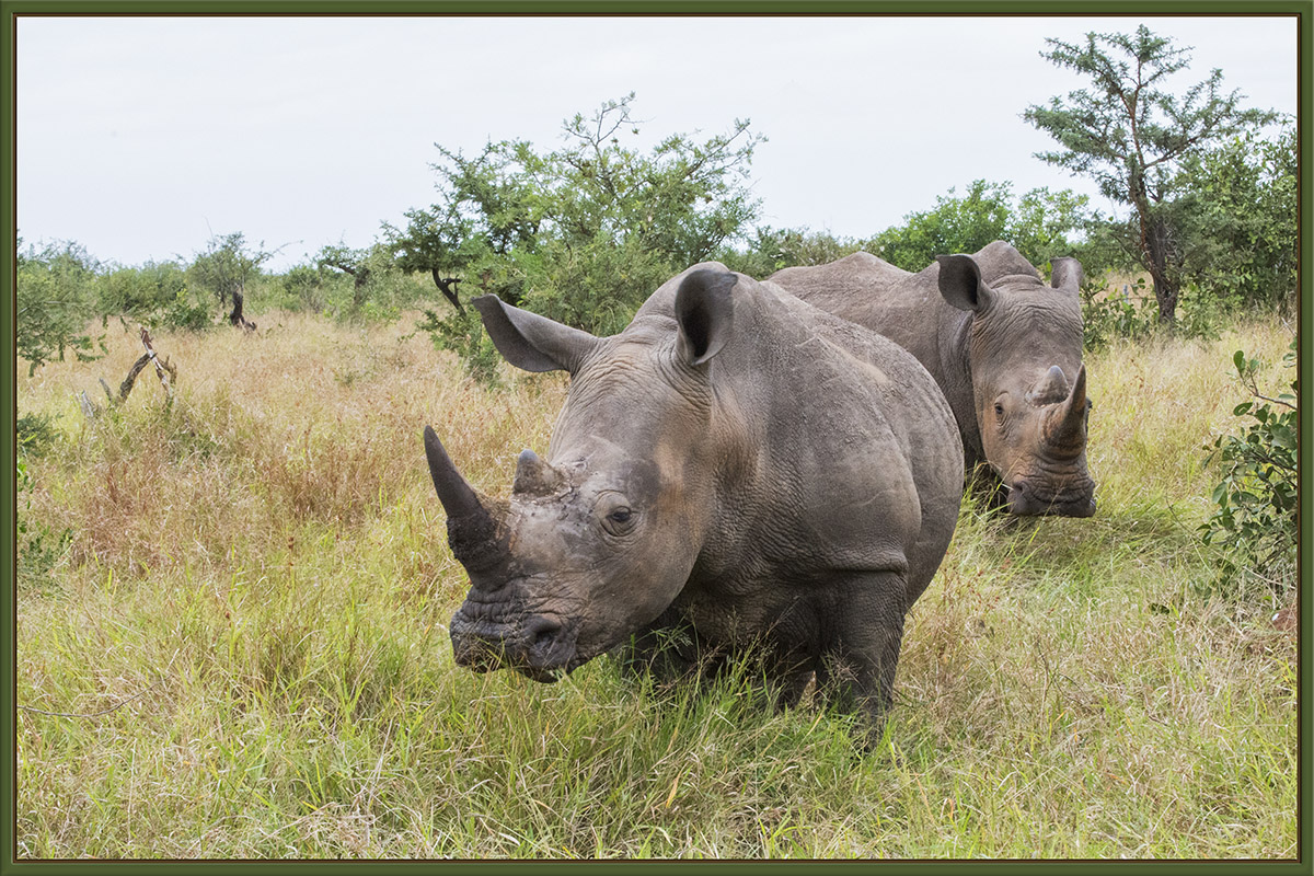 "White" Rhino