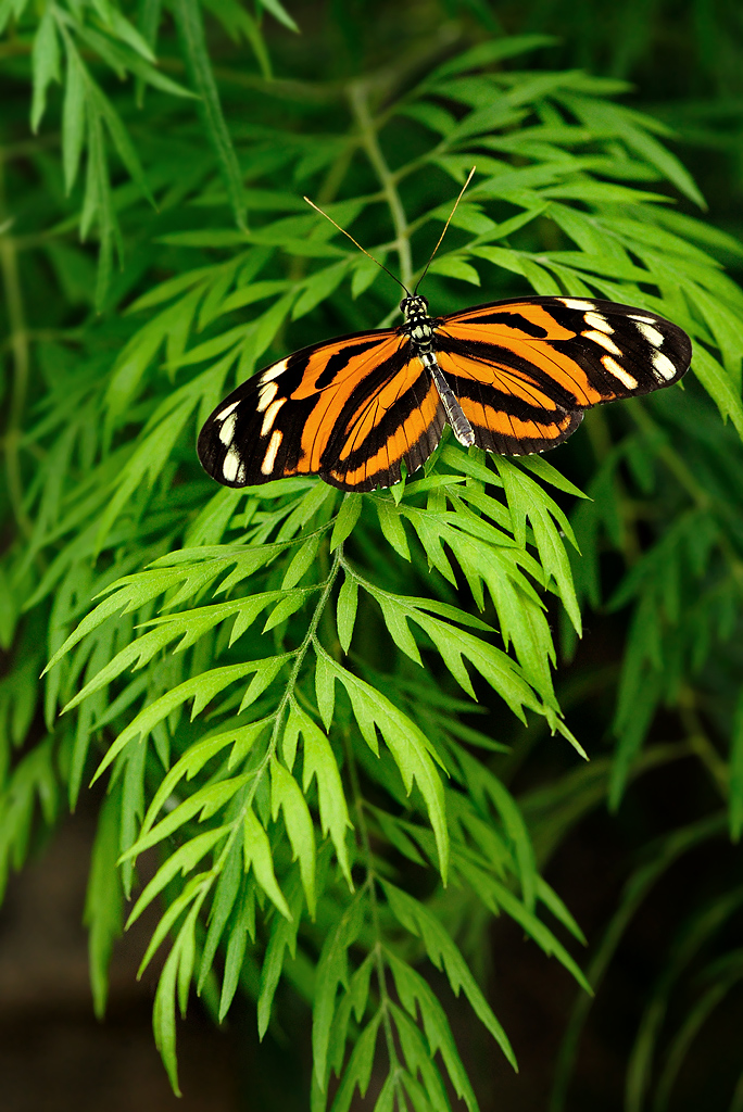 Isabella's Longwing #2