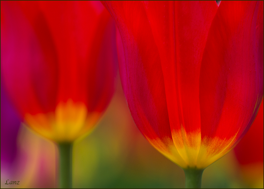 Red Radiance
