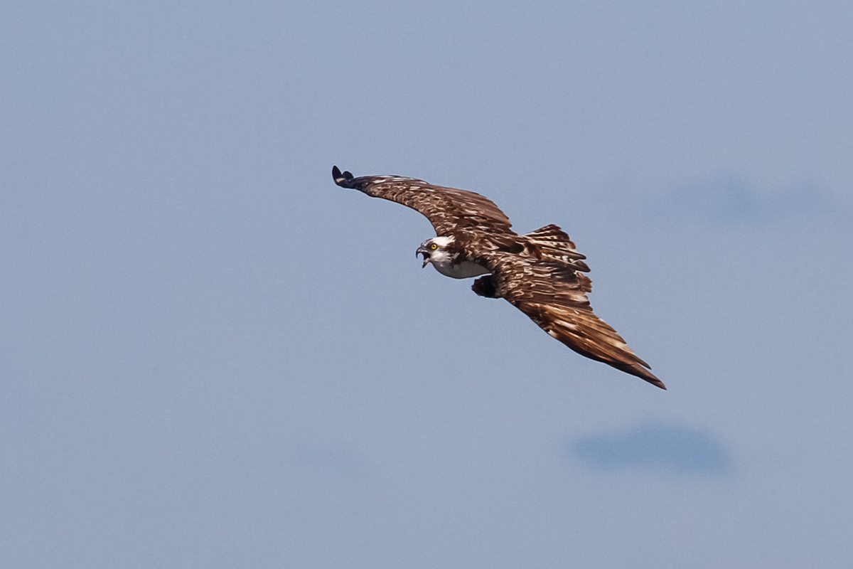 Ospery morning run