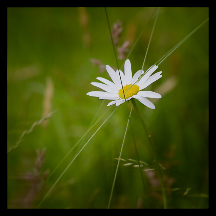 Daisy Chained