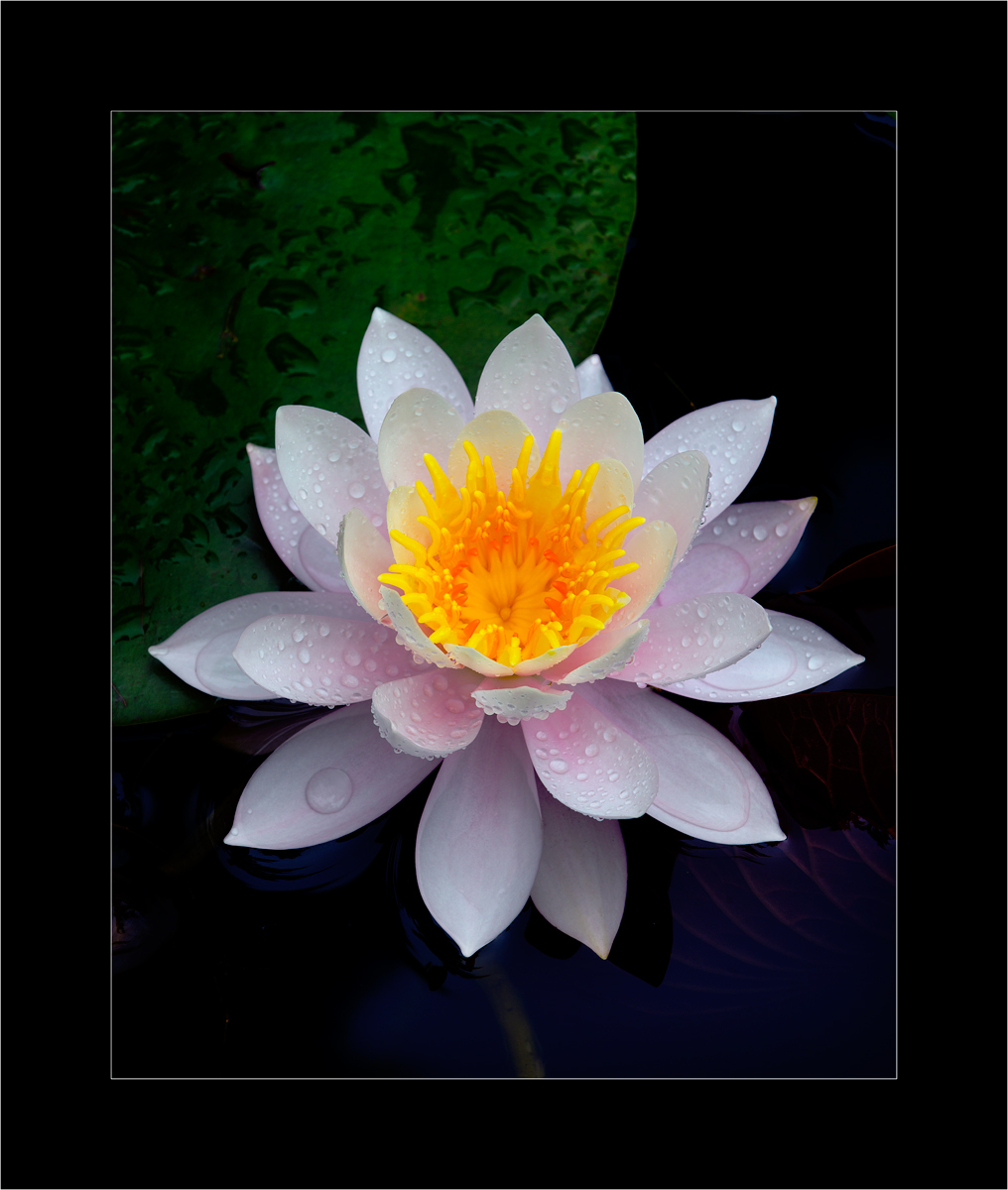 Water Lily