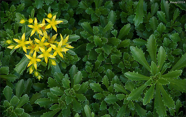 Creeping Sedum (?)