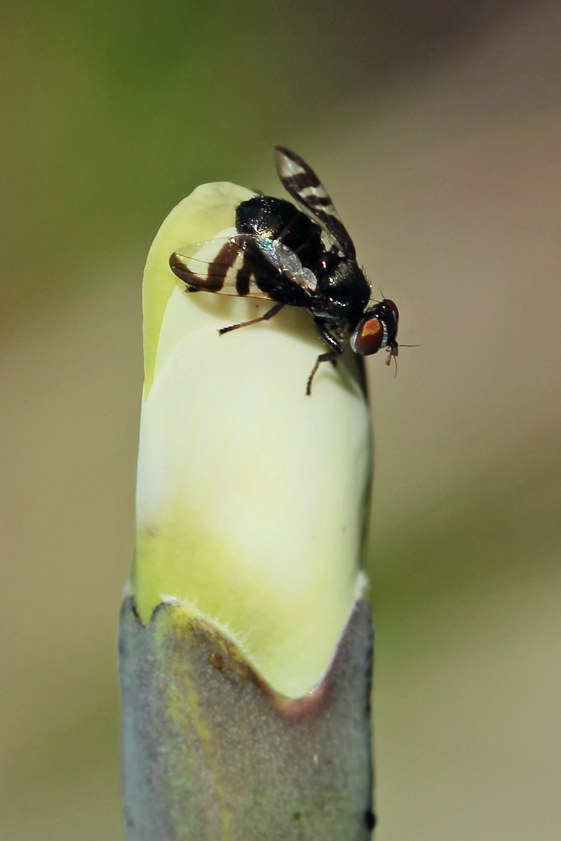 Mystery fly