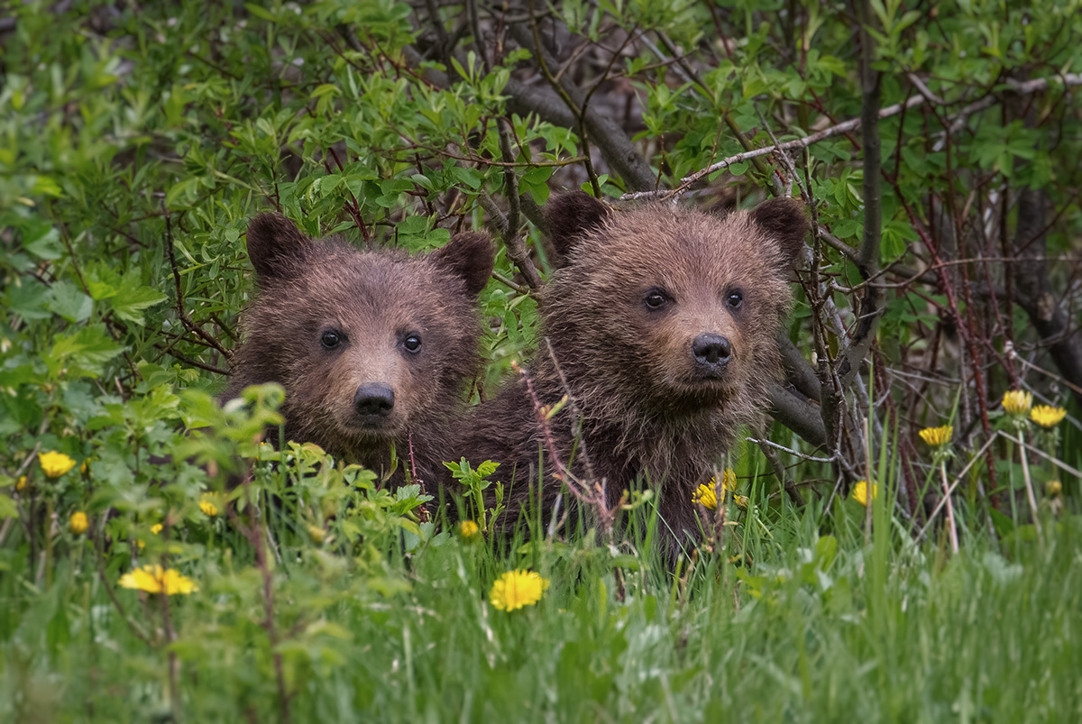 Two Curious Cubs