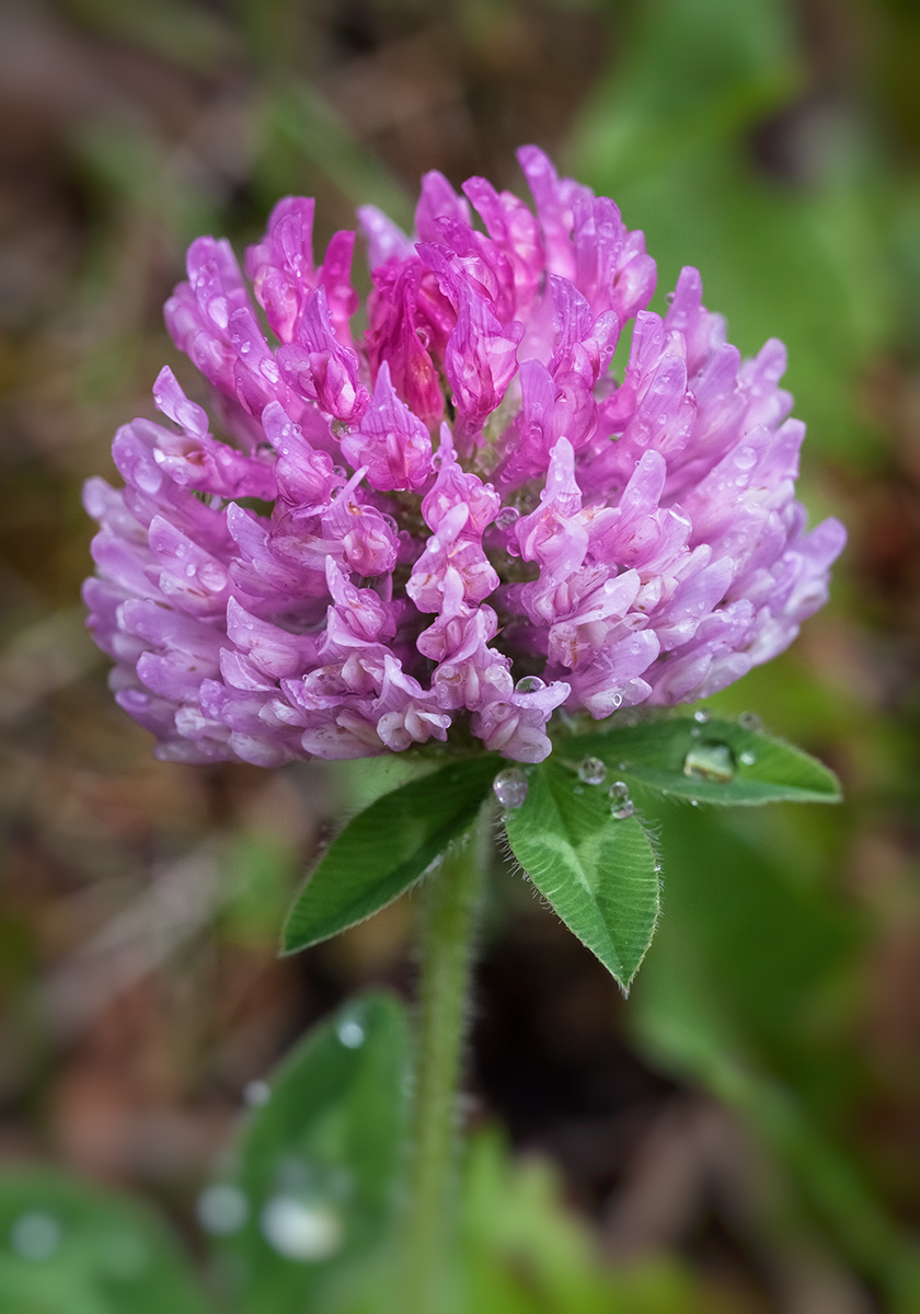 WC-639 Backyard Clover