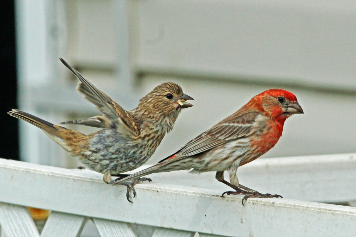 Feeding time.