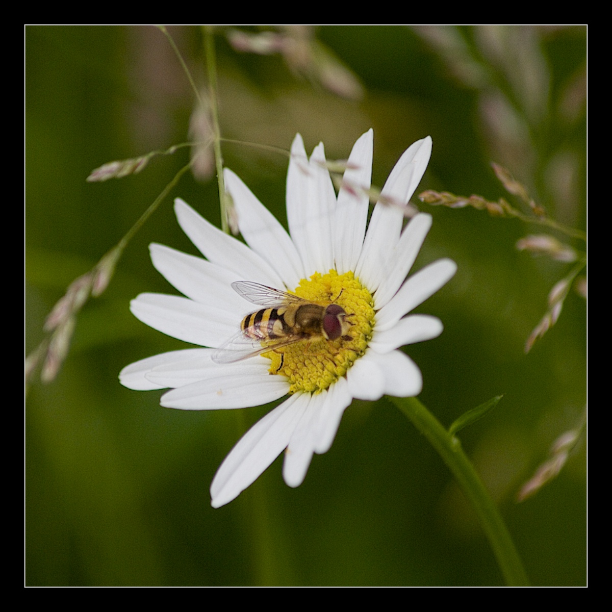 Hoverfly on a Daisy