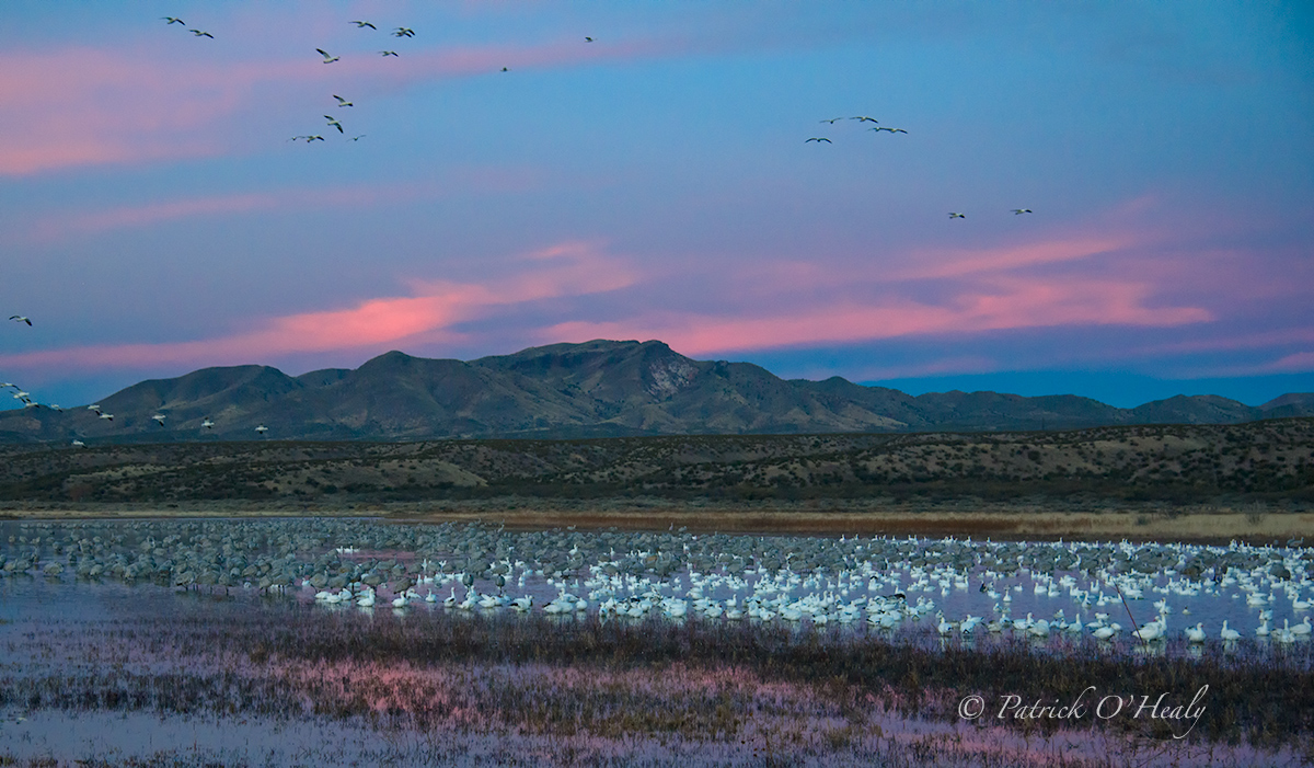 Bosque Sunset Re-post