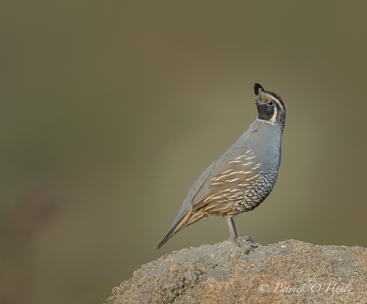 California Quail