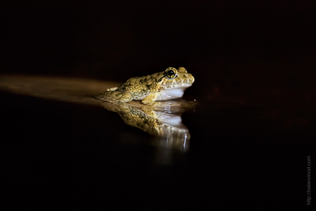 Croak