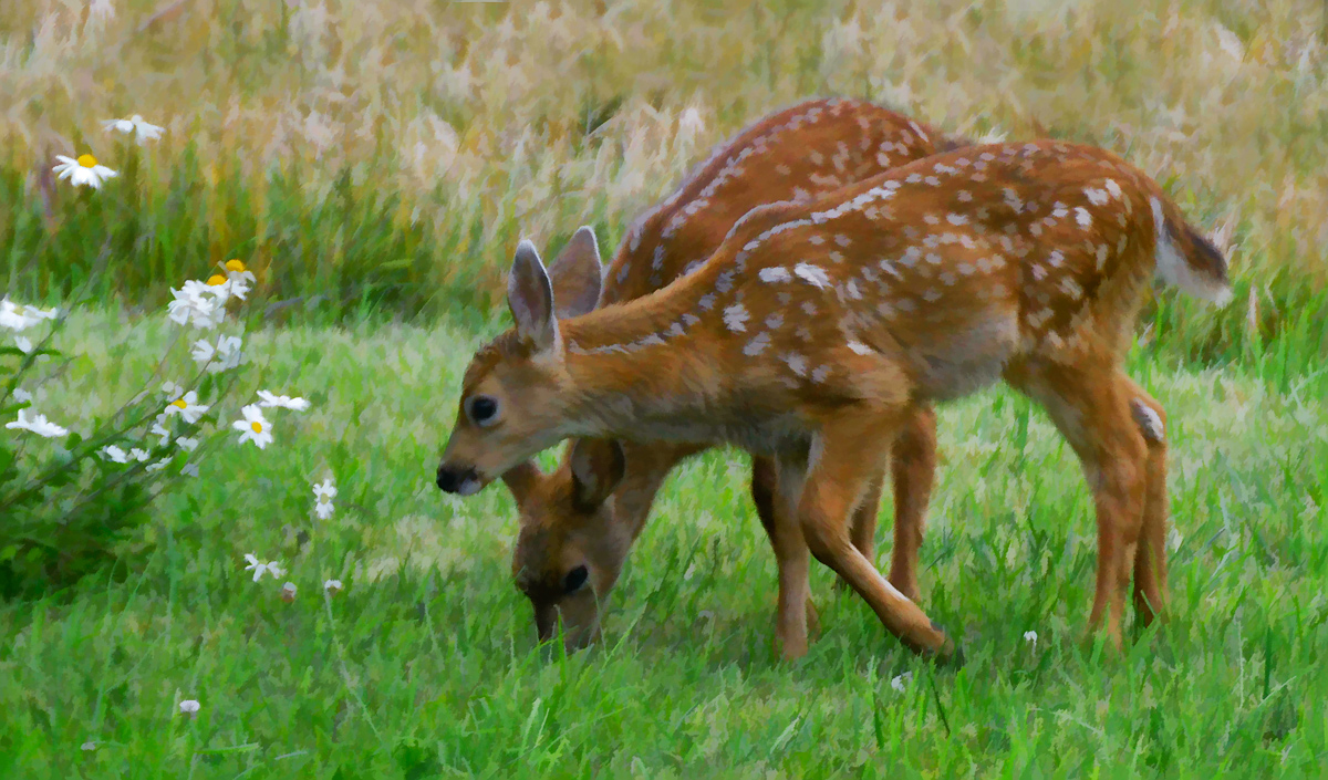 Blacktail Twins