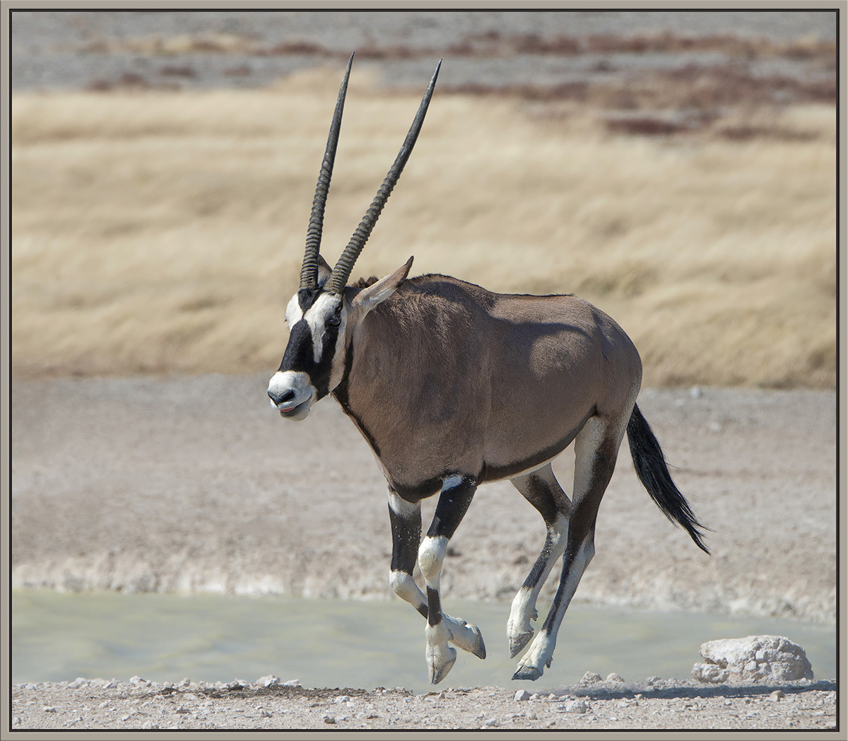 Gemsbok