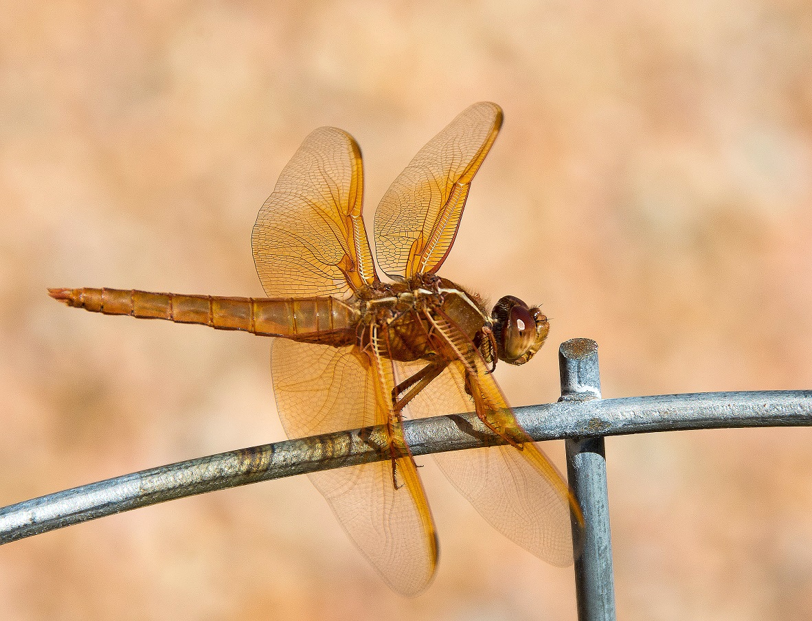 Female Flame Skimmer