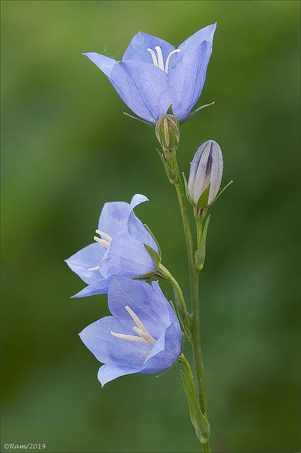 Campanula