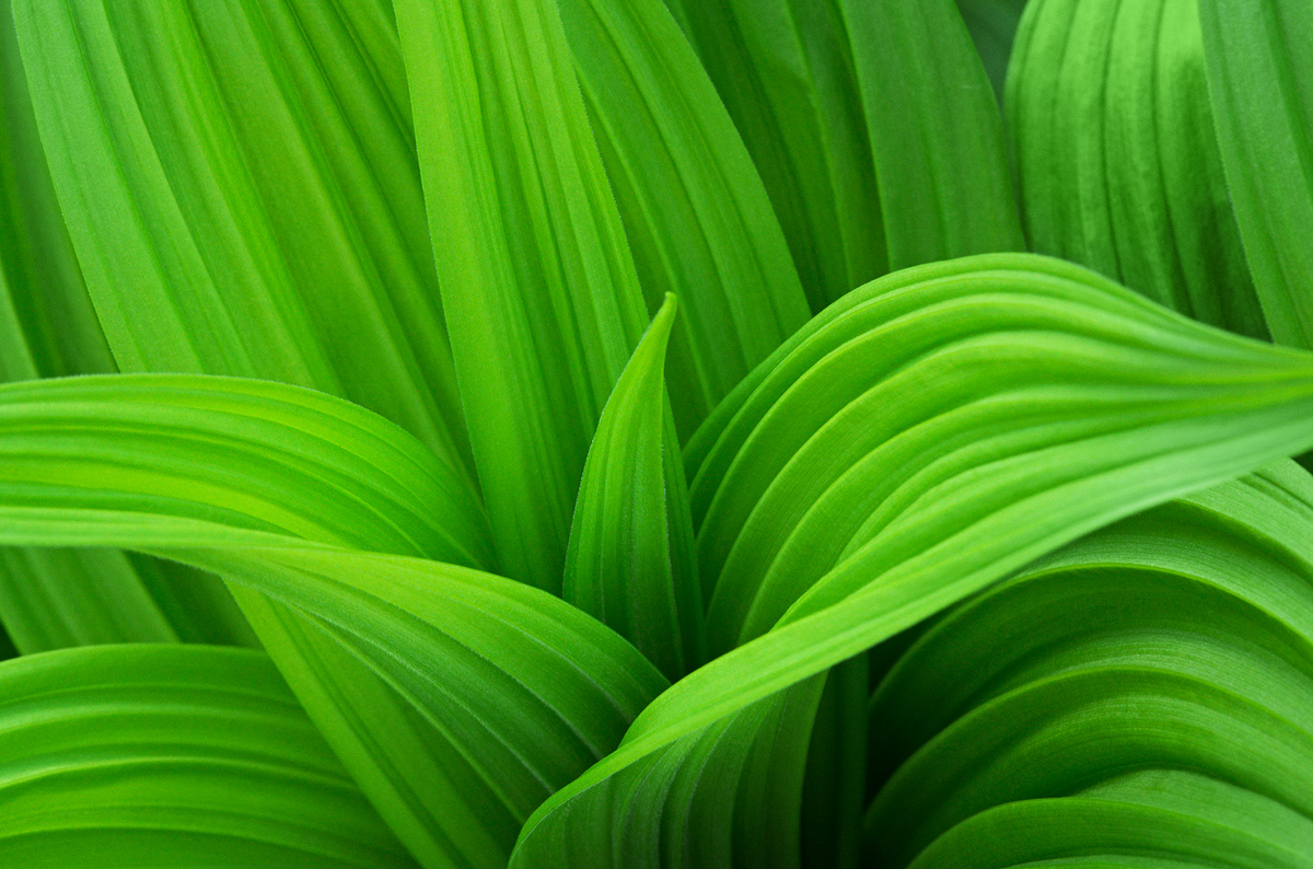 Veratrum series #4