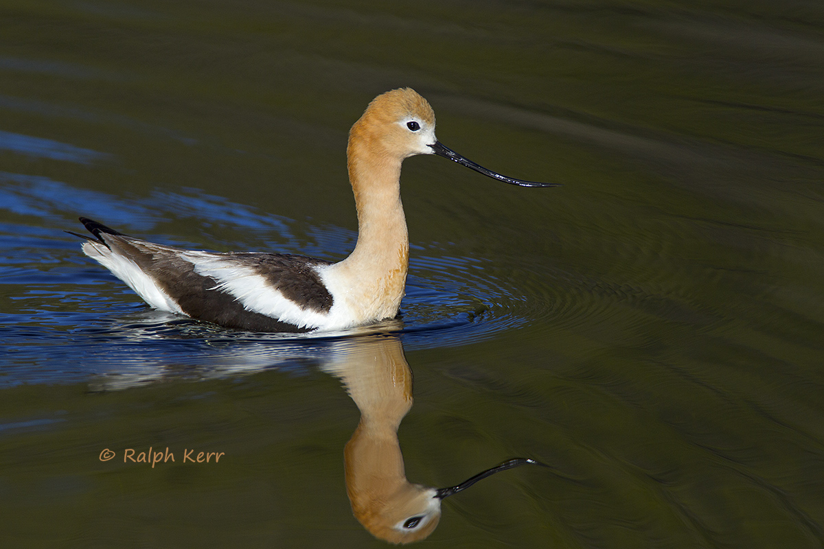 American Avocet